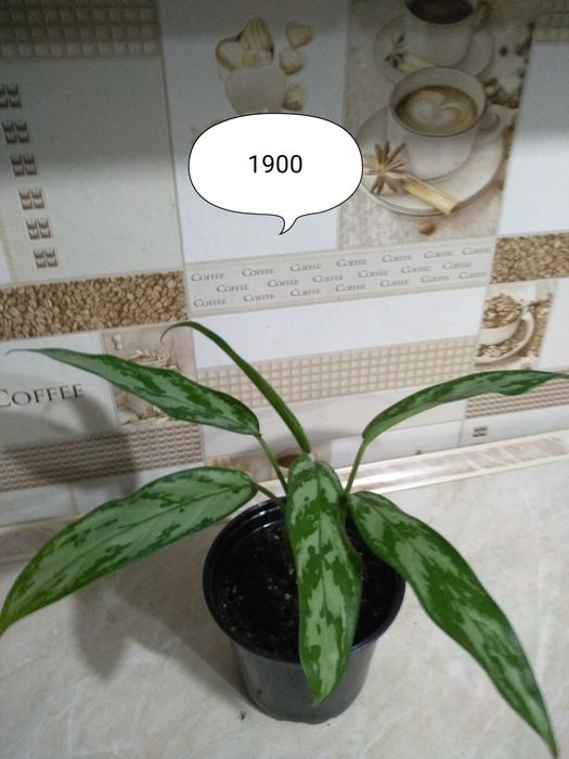 Аглаонема Мария,Монстера