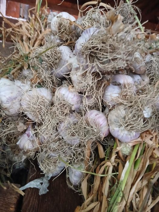 Vand usturoi rosu