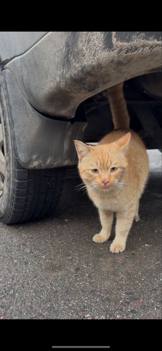 Чей кот потерян?