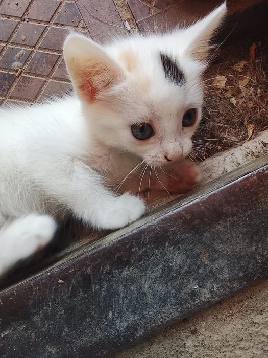 Отдам 2 кошечек в хорошие руки