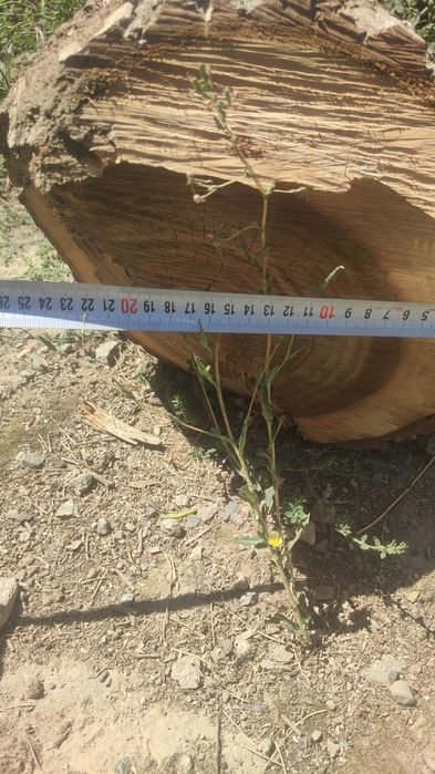 Стволы грецкого ореха