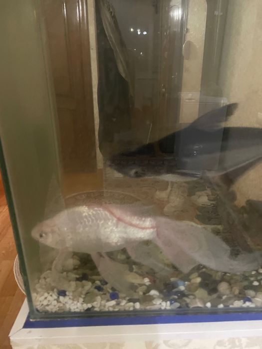 Рыбки для аквариума