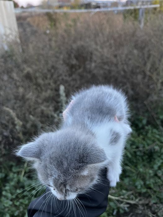Котята бесплатно
