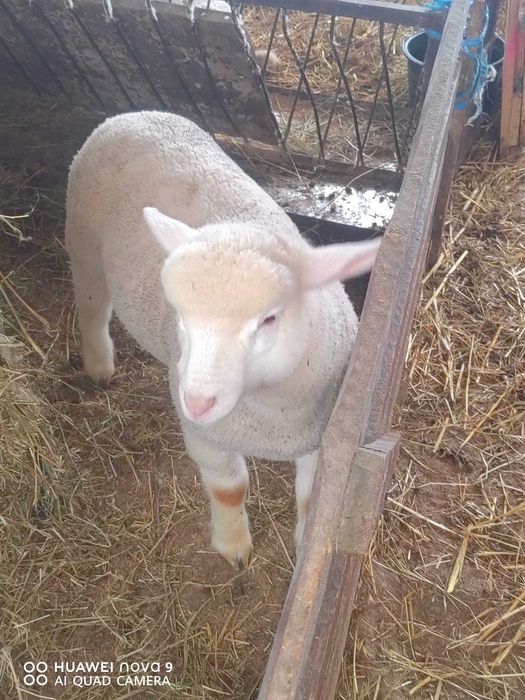 Продавам  агнета