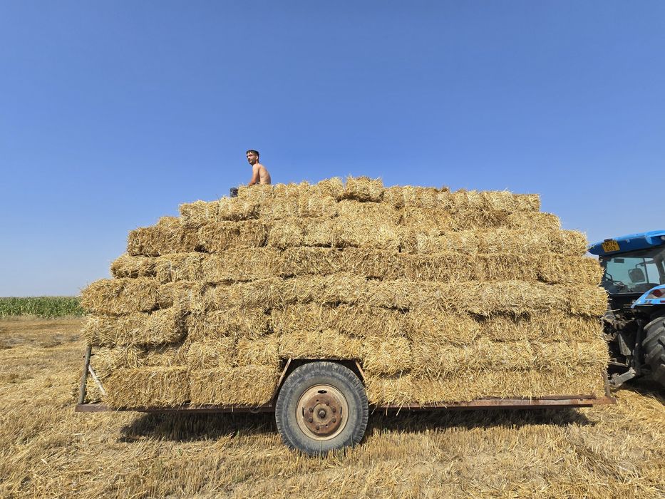 Vând baloți de paie