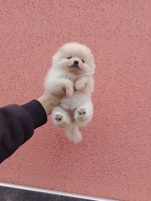 Женски  Померани