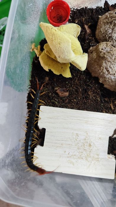 scolopendra mutilans "yellow legs