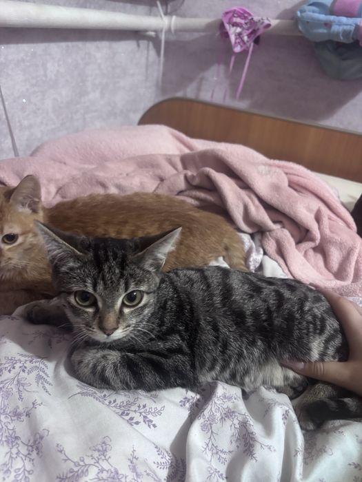 отдам котят в добрые руки