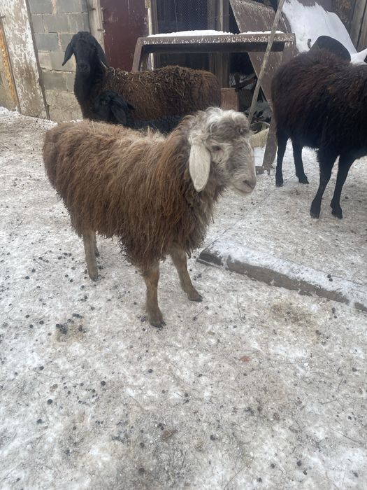 Ярки продам две штуки