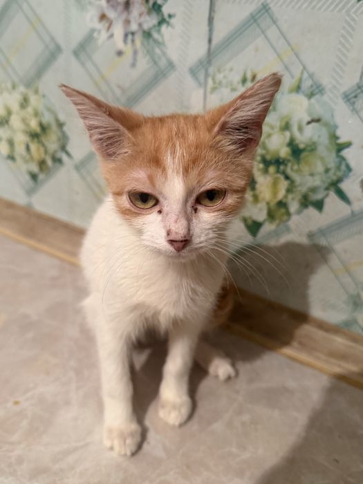 Срочно отдам котенка