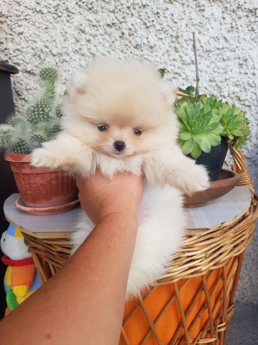 Померан мини момче