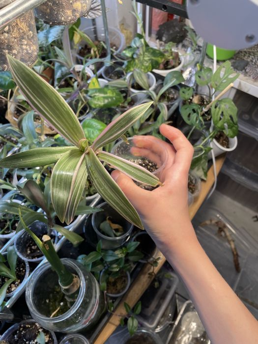 Комнатные растения