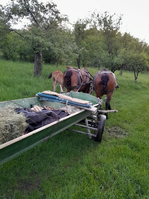 Iepe de vanzare  foarte cuminti