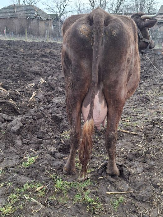 Disponibile douo vaci