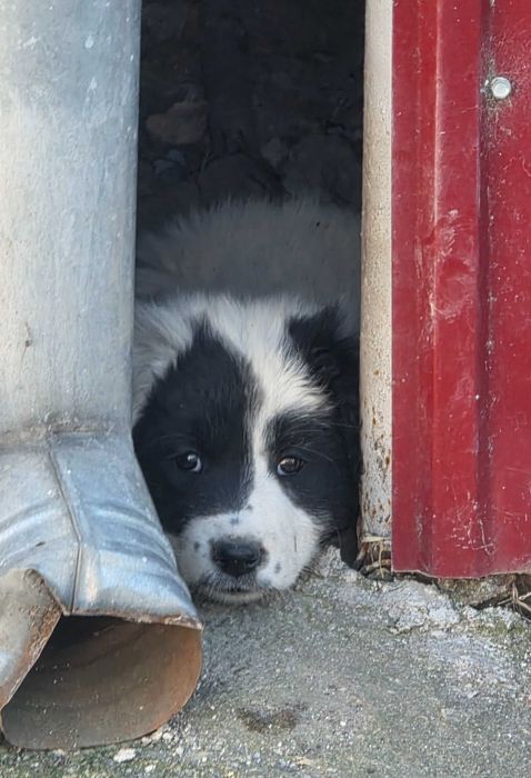 Ofer gratuit spre adopție 4 pui de câine – Deta, Timiș – URGENT