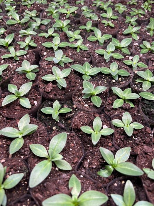 Цветы Эустома рассада