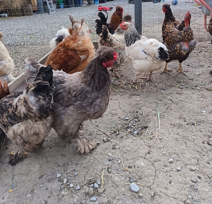 Găini moțate incaltate barboase de vanzare .