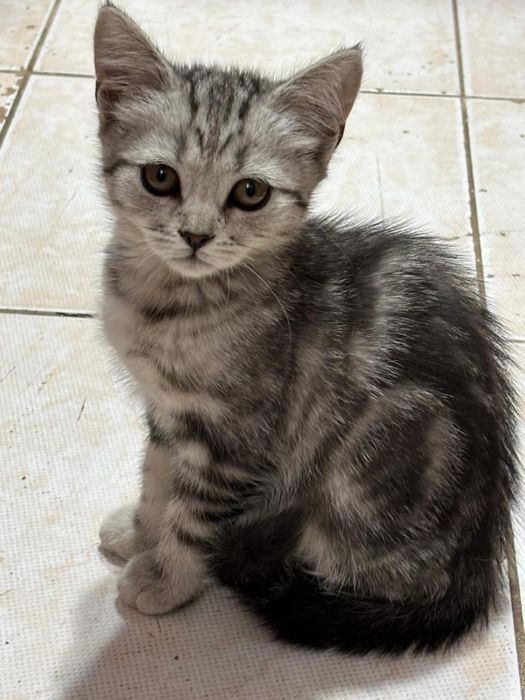 Котенка продам
