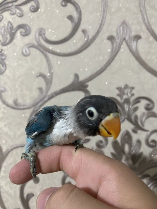 Nerazluchnik ruchnoy maska sotiladi