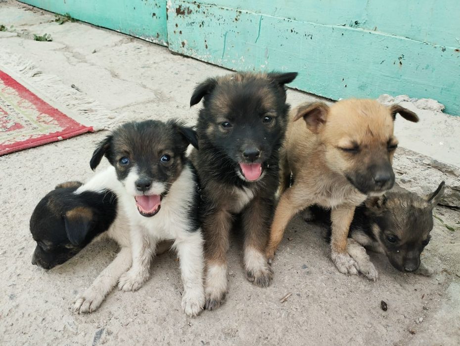 Щенки  Званок бесплатно.