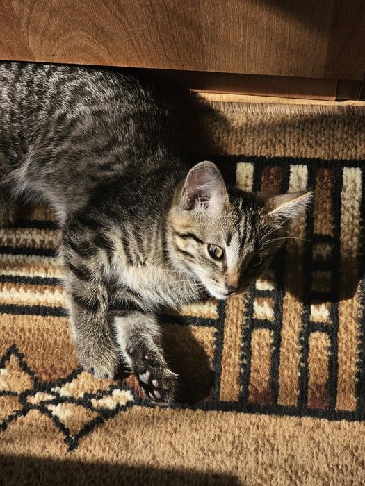 Отдам котенка девочку в хорошие руки