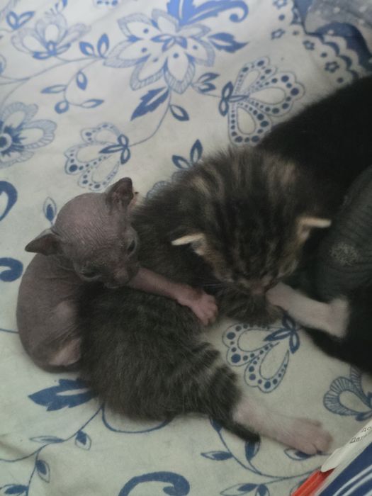 Бронь на котенка