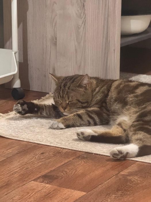 Отдаю котят в хорошие руки