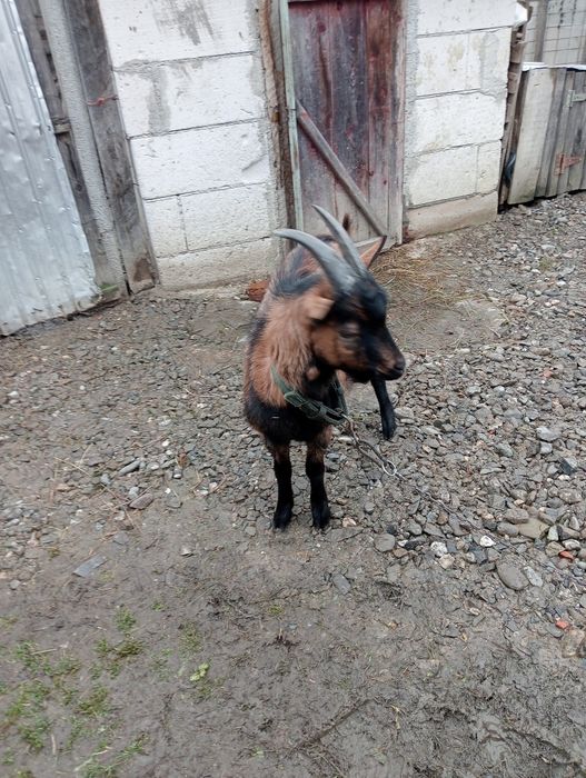 Vind țăpuc de rasă