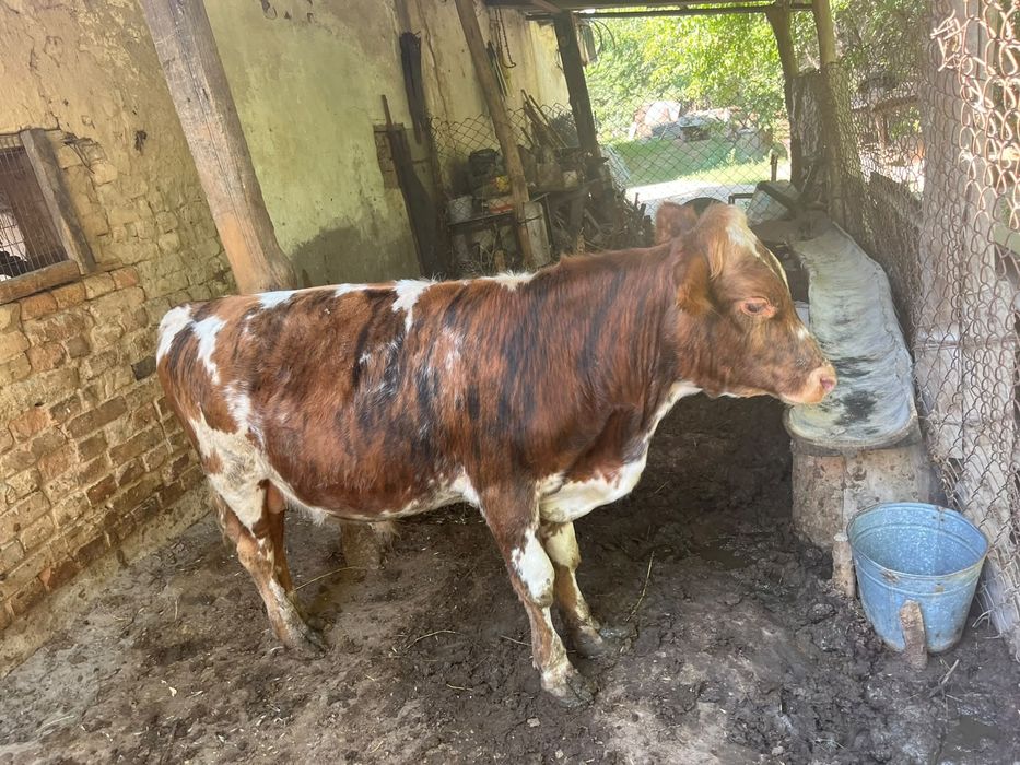 Продам 2 породистых бычка