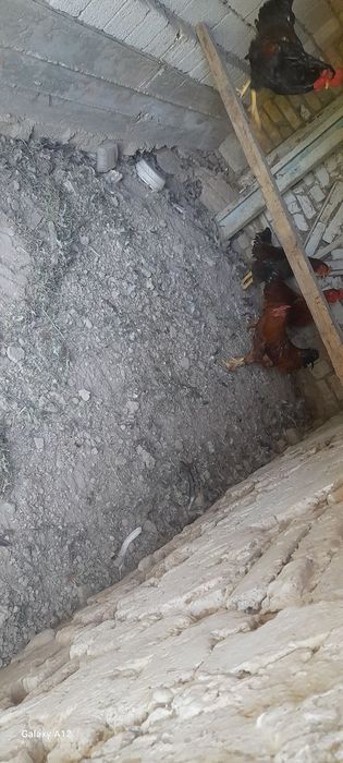 Продам петухов домашних