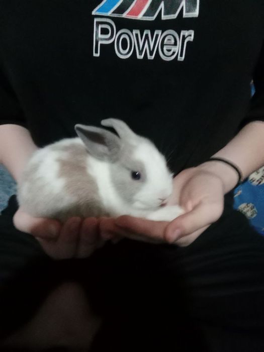 Кролики,2 месяца