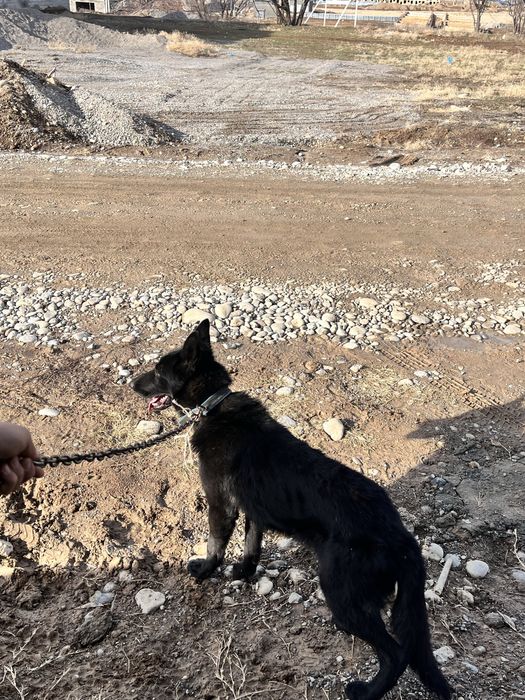 овчарка восточно европейская