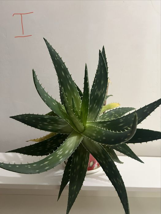 Продам домашние растения алоэ долларовое дерево и другие