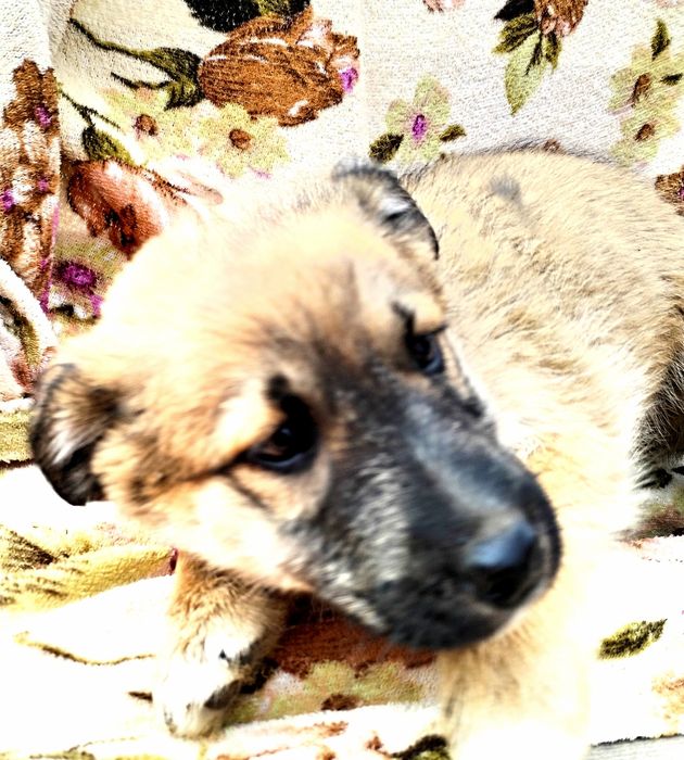 Звонок девочка в хорошие руки