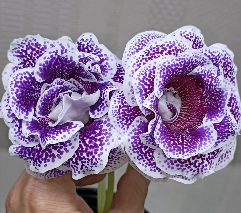 Семена глоксинии