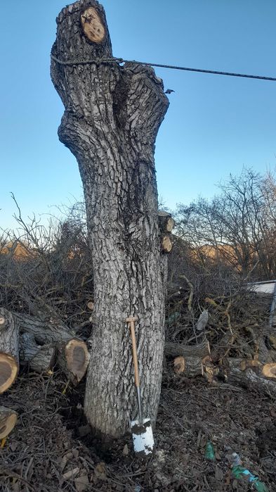 Орехови трупи - ствол и клони