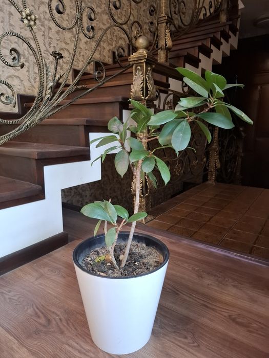 Yongʻoq soladigan fikus sotiladi