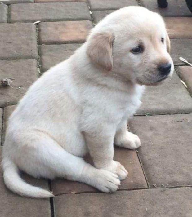 Labrador Golden