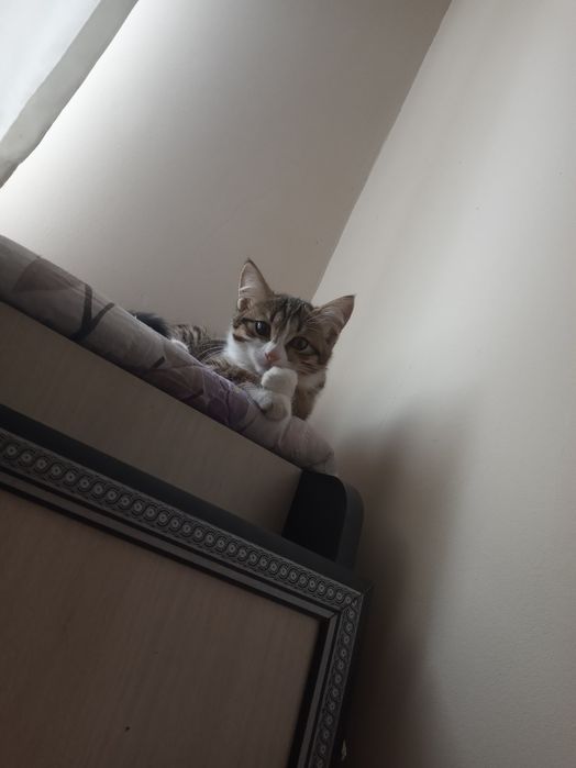 Кошка,  4 месячная, Латок