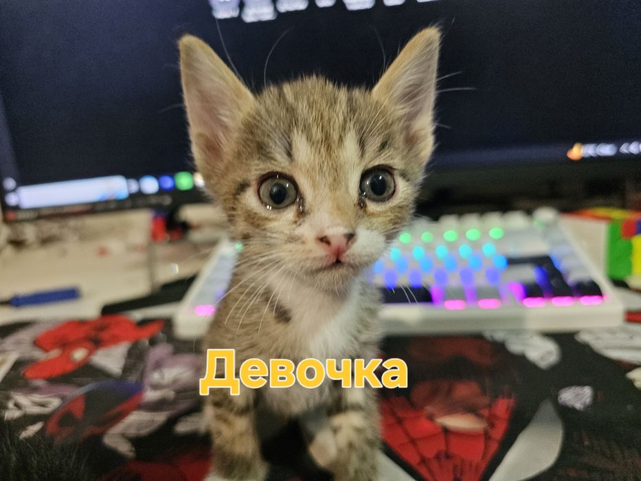 Котята в добрые руки
