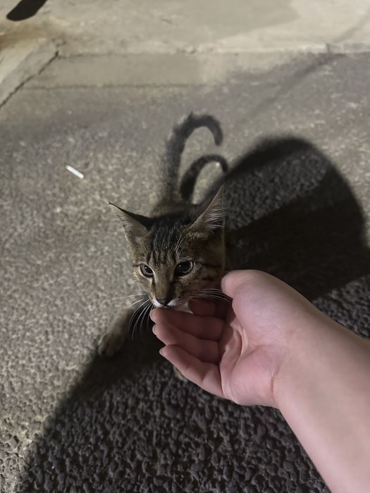 Ласковый котенок