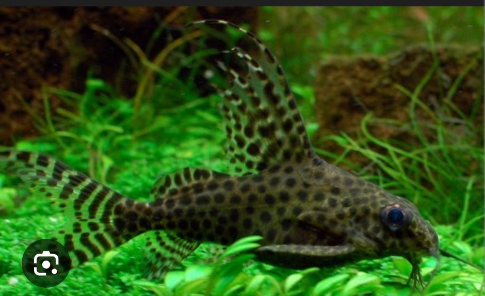 Синодонтиа сомик