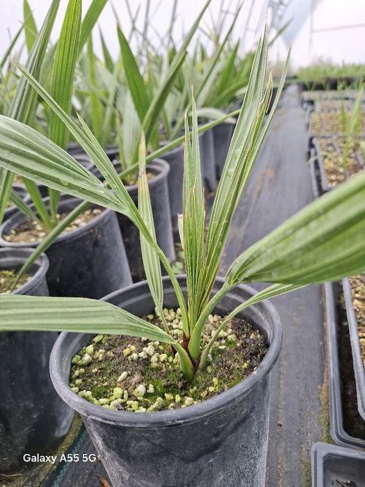 Палми  Канарска Феникс