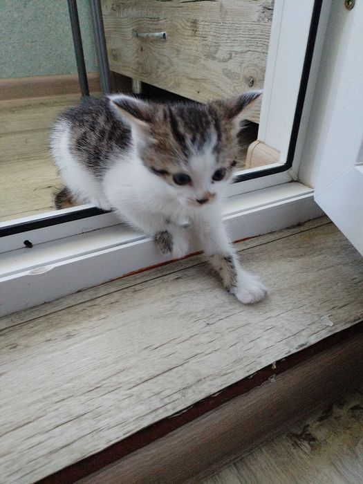 Отдам котят в добрые руки