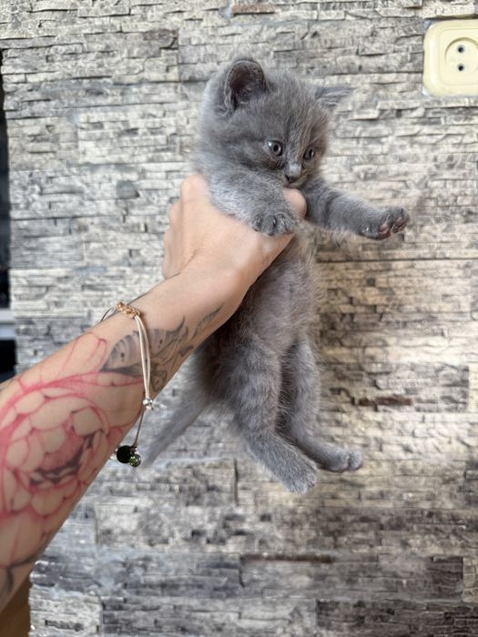 Продаются котята скотиш фолд и скотиш страйт