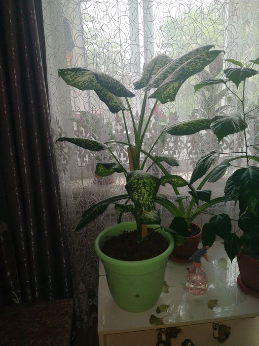 Цветок Диффенбахии