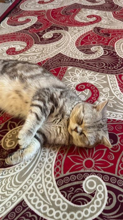 Британдски мысық еркек.