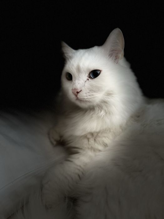 Пропал Кот белый