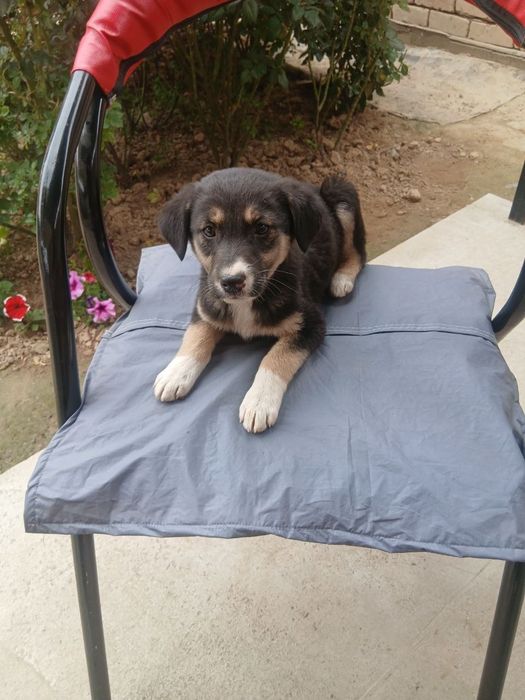 Пристраиваются щенята