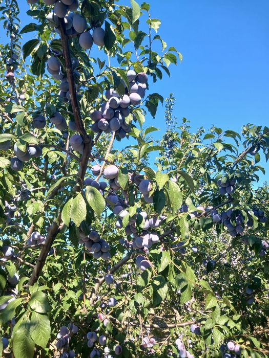 prune Anna Spath